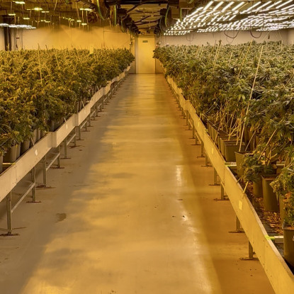 Indoor-CBD-Bluetenanbau unter LED in der Schweiz