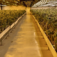 Indoor CBD hemp cultivation in Valais, Switzerland