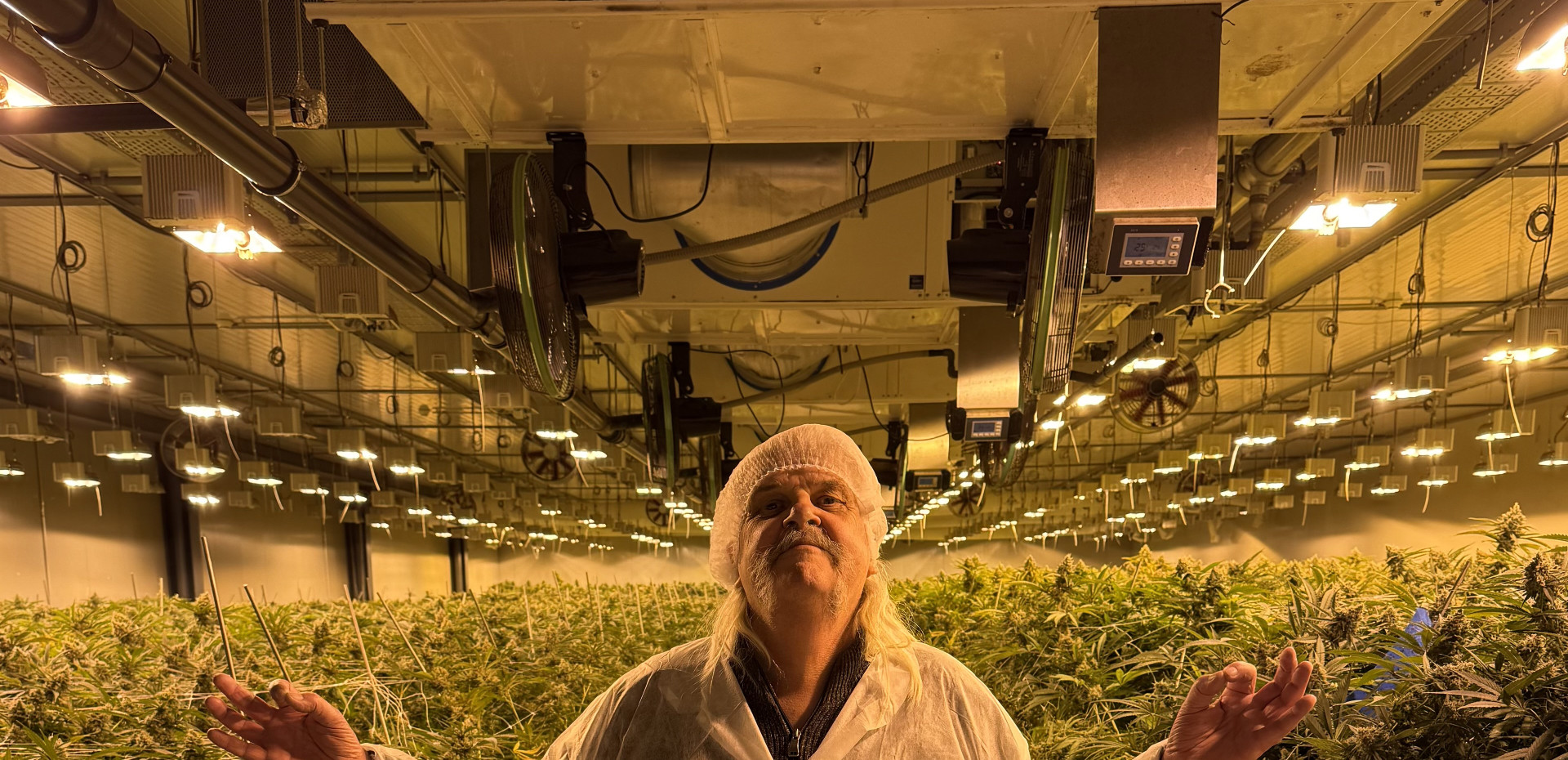 Indoor CBD hemp cultivation in Switzerland