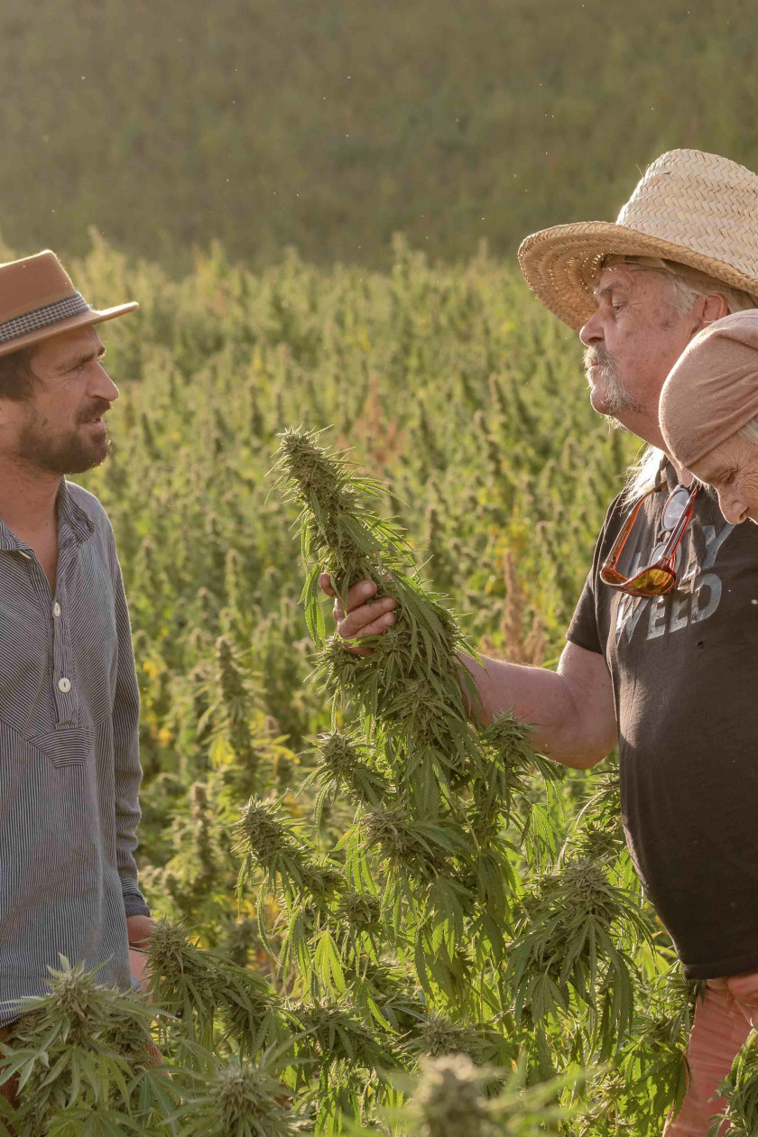 A Blog About CBD Hash and Resin, by the People Who Make Them