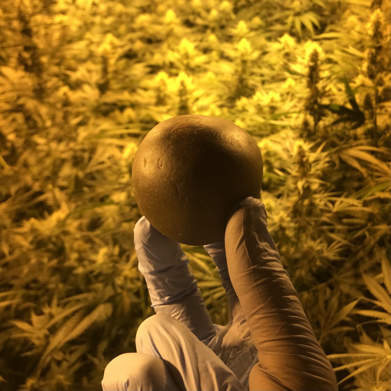 Swiss indoor CBD flower next to the resin extracted from the same batch