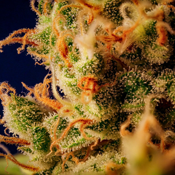 Trichomes on a Swiss indoor CBD flower