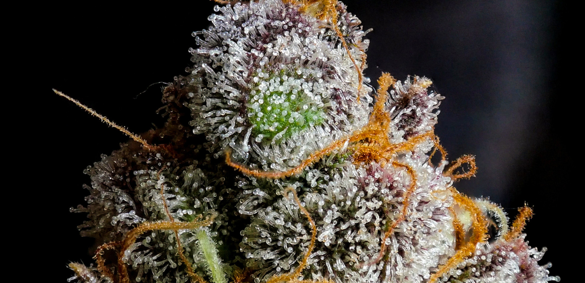 Dichtevergleich zwischen Indoor- und Outdoor-CBD-Blüten