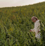 Swiss CBD genetics planted at Ounas Edin