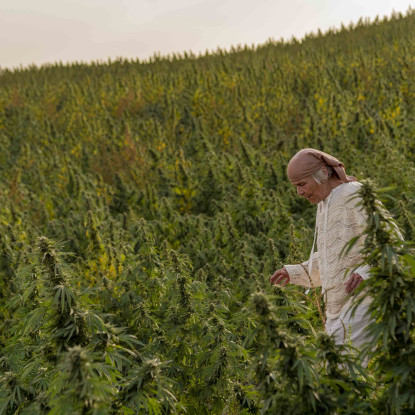 Swiss CBD genetics planted at Ounas Edin