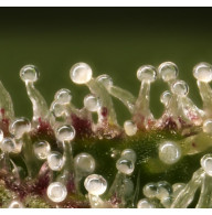 Trichomes on a Swiss indoor CBD flower