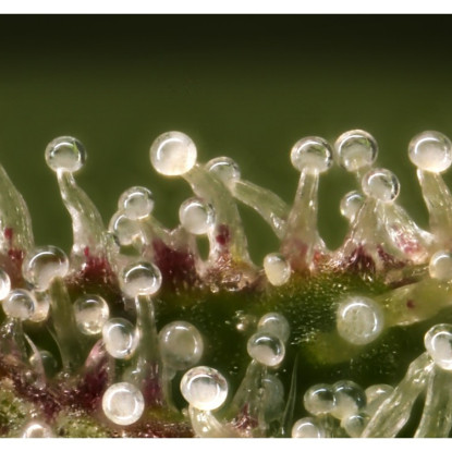 Trichomes on a Swiss indoor CBD flower