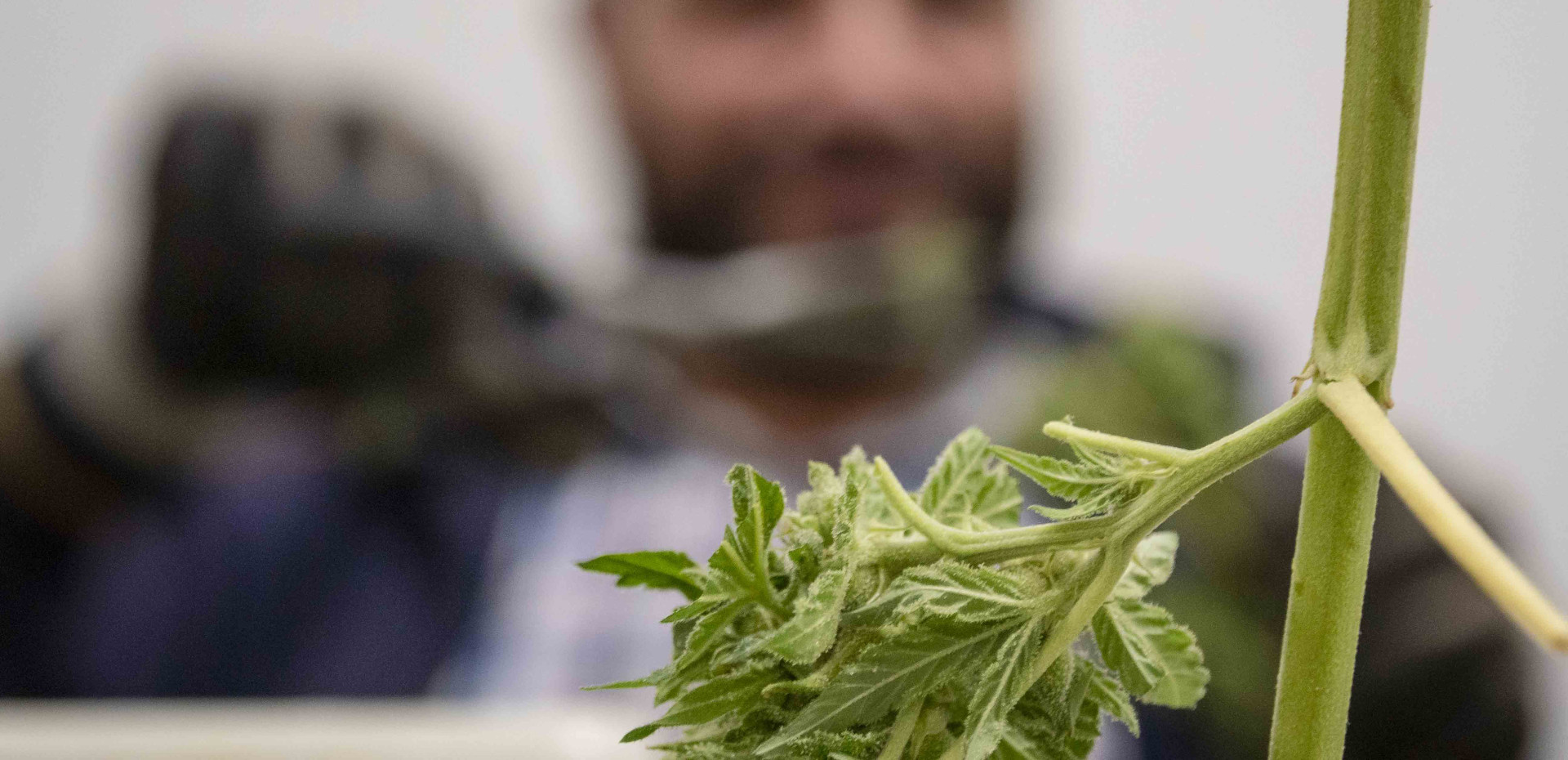 Différentes façons de consommer le CBD : fleur, résine et infusion