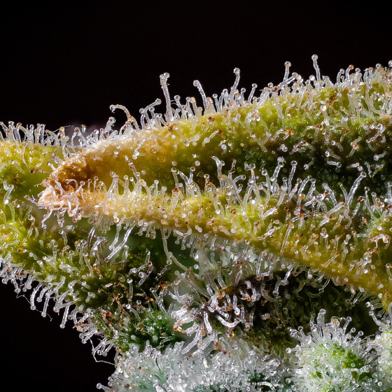 Schweizer Indoor-Anbauraum fuer CBD-Blueten