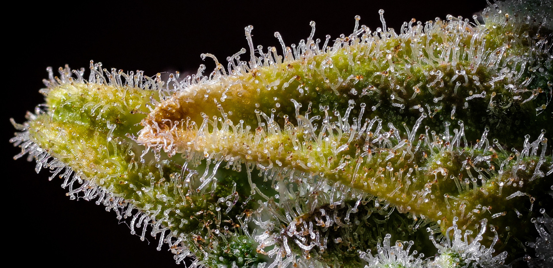 Swiss indoor CBD flower growing room