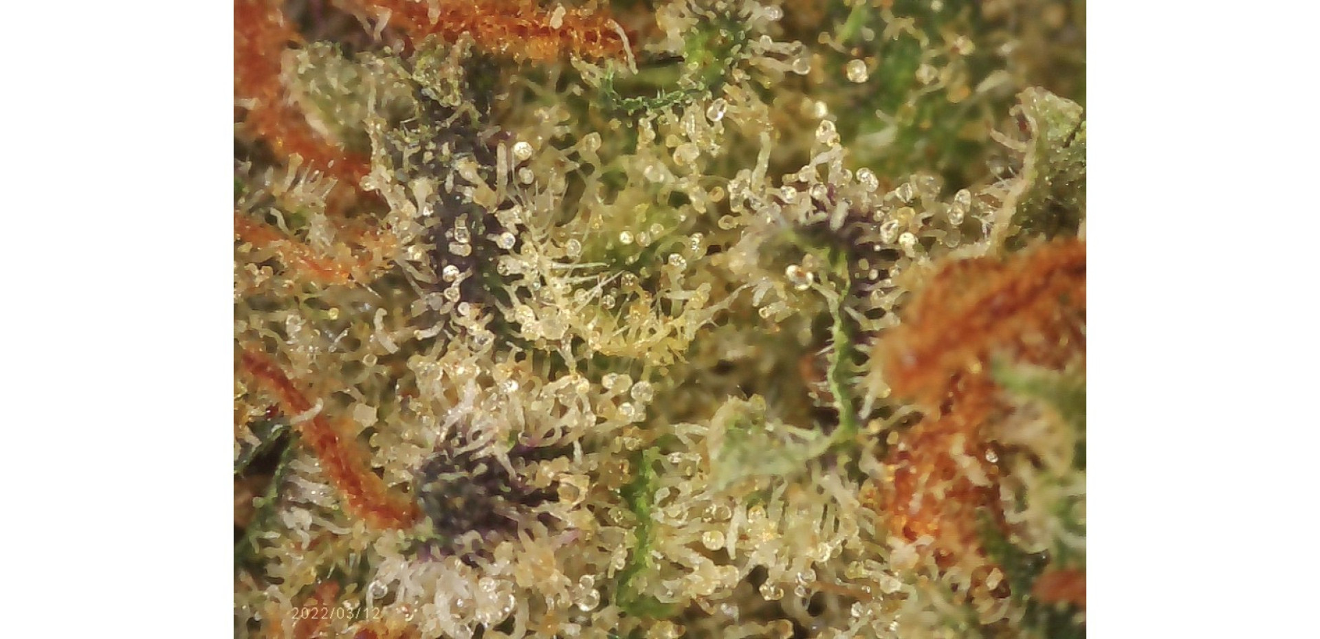 Zoom-cannabinoides-trichomes-Microscope-Trichomes-HD