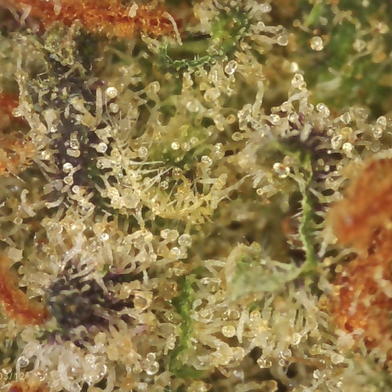 Zoom-cannabinoids-trichomes-Microscope-Trichomes-HD